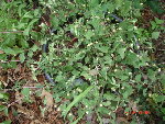 stevia octavie 13.08.08 003.jpg