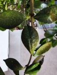 feuilles noires jasmin2.jpg
