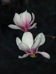 Magnolia soulangeana 2020.jpg