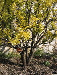 img_3474.jpg