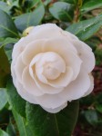 camellia blanc.jpg