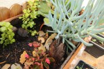 Jardinire_PantesèGraces_20-04-2019_1 (1).JPG