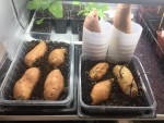 Patate douce germination.JPG