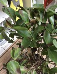 FicusAMalade-FeuillesNoires