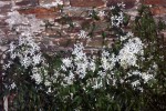 Clematis armandii-975.JPG