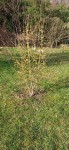 cornus mas.jpg
