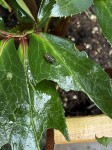 IMG_5936.jpeg