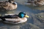 DSC_0211.JPG