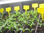 semis poivron aubergine 1.JPG
