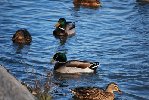 DSC_0195.JPG