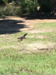 IMG_6172.JPG