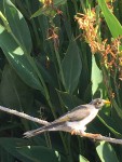 IMG_5982.JPG