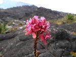 P1010786-1.JPG