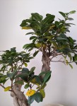 IMG_20200313_095701_2.jpg