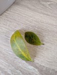IMG_20200313_095620.jpg