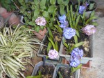 DSCN0593.JPG