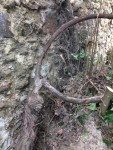 Le pied et les deux &quot;branches&quot;
