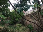 Une &quot;liane&quot; à l'assaut des arbres