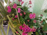 DSCN0600.JPG