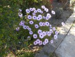 DSCN0604.JPG