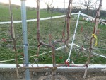 Pommier winter banana 3 bis.JPG