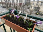 Crocus qui tombent