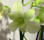 fleur.jpg