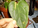 PICT07441.jpg