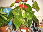 PICT07551.jpg