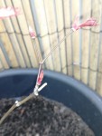 IMG_20200318_124103_resize_61.jpg