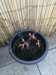 IMG_20200318_123947_resize_92.jpg