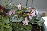 cyclamen2.jpg