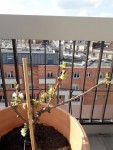 cerisier fleuri.jpg