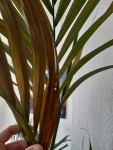 Cochenilles ?