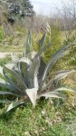 Aloes Gd.jpg