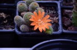 succulentes serre 005 R.JPG