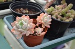 succulentes serre 001 R.JPG