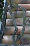 IMG_4429.jpg