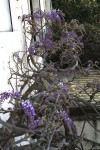 IMG_4430.jpg