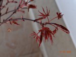 DSC05537.jpeg