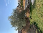 IMG_5767.jpg