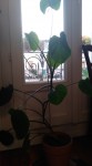 IMG_20200323_071618.jpg