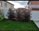 Les 3 plants en questions