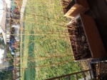 IMG_20200324_085103_resize_72.jpg
