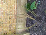 IMG_20200324_132344_compress26.jpg
