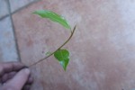 P1010115.JPG