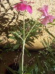 laurier rose 1.jpg