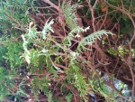 IMG_20200325_091724.jpg