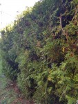 IMG_20200325_091713.jpg