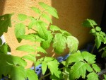 DSCN0368.JPG